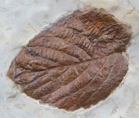 Fossil Leaf (Beringiaphyllum) - Montana #44670